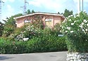 Oleander in Le Ginestre